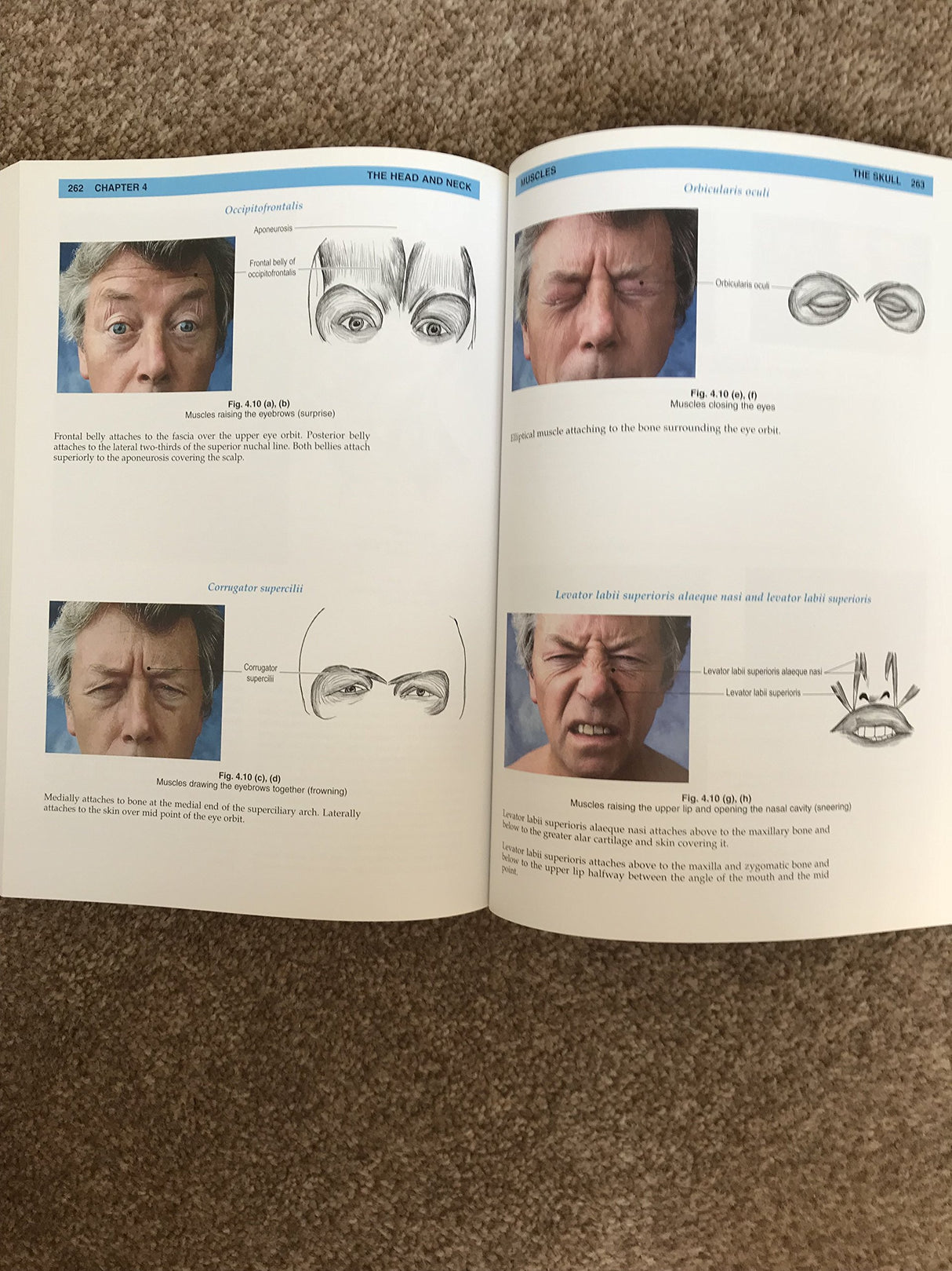 Field's Anatomy, Palpation and Surface Markings - Retail Maharaj