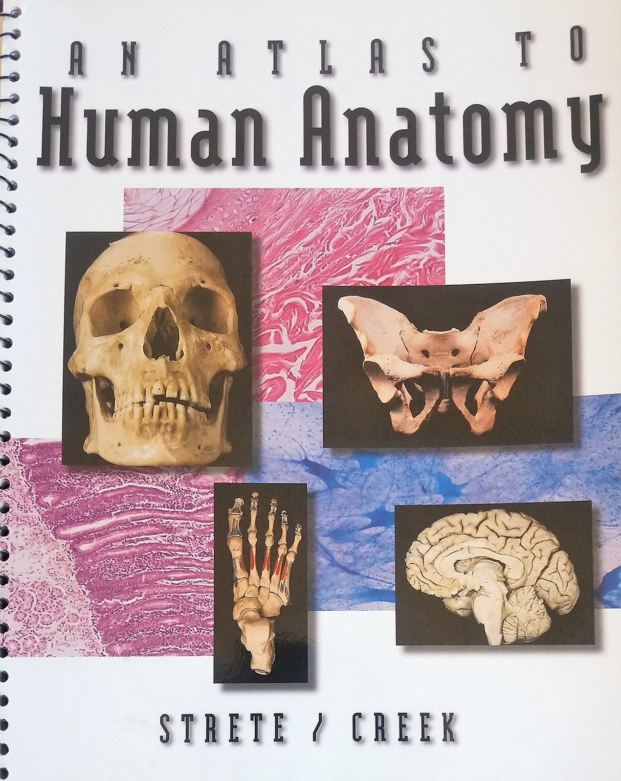 Human Anatomy - Retail Maharaj