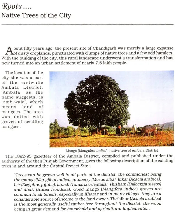 Trees of Chandigarh - Retail Maharaj
