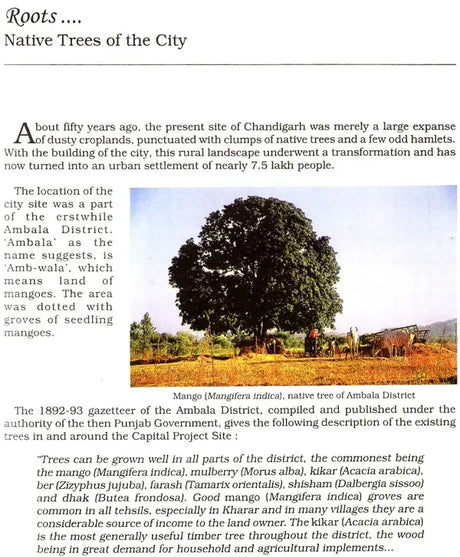 Trees of Chandigarh - Retail Maharaj