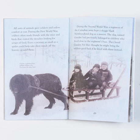 Animals at War (Young Reading Level 3) - Retail Maharaj