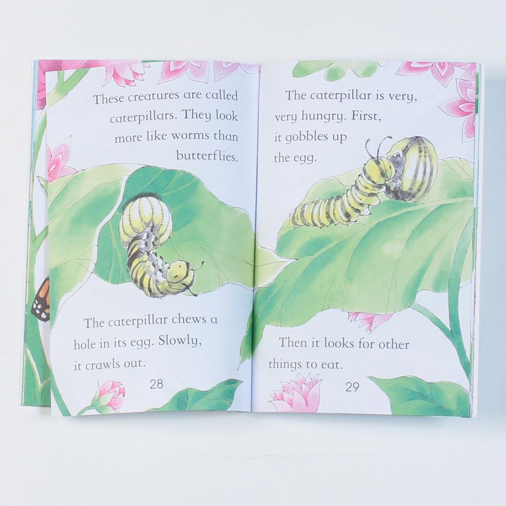 BUTTERFLIES - Retail Maharaj