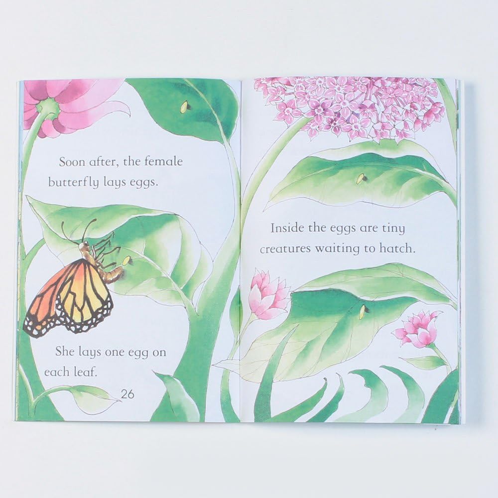 BUTTERFLIES - Retail Maharaj