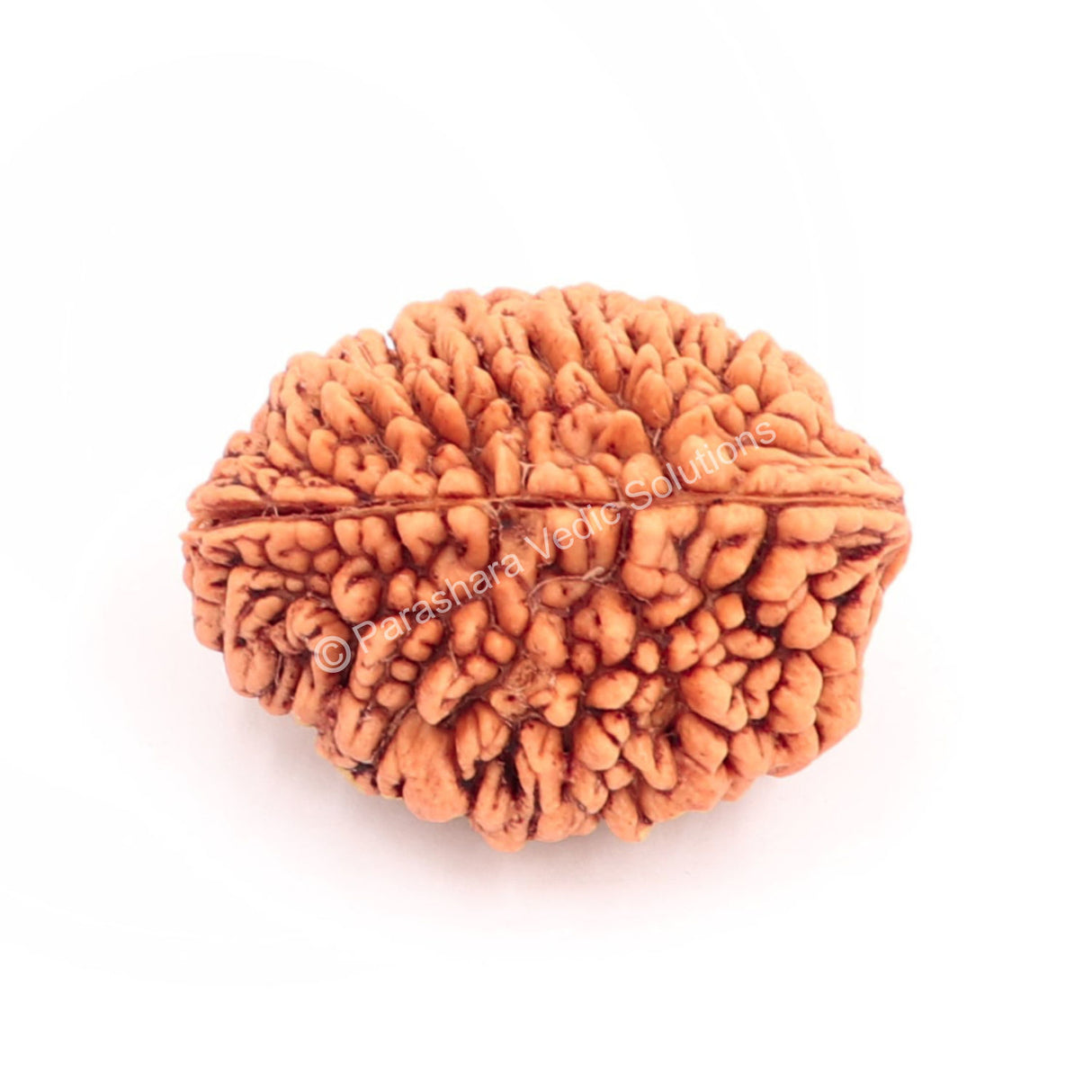 ARKAM Two Mukhi Kaju Rudraksha Certified/ Original 2 Mukhi Rudraksh/ Natural 2 faced Rudraksha (Brown) with Certificate and Puja Instructions - Retail Maharaj