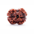 ARKAM Two Mukhi Oval Rudraksha Certified/ Original 2 Mukhi Rudraksh/ Natural 2 faced Rudraksha (Brown) with Certificate and Puja Instructions - Retail Maharaj