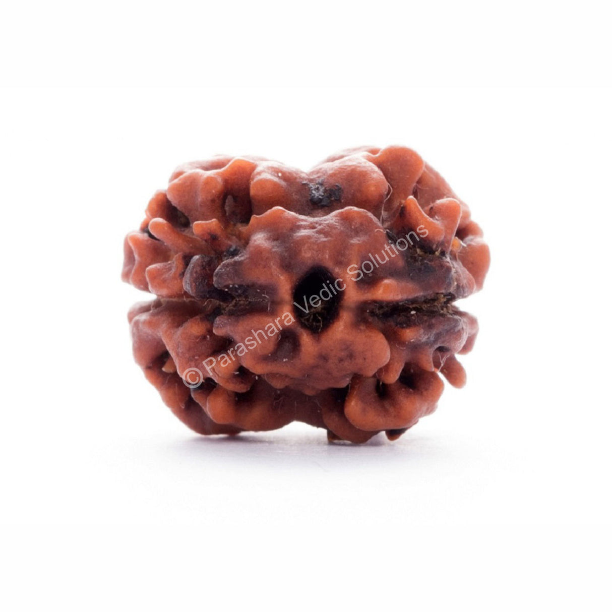 ARKAM Two Mukhi Oval Rudraksha Certified/ Original 2 Mukhi Rudraksh/ Natural 2 faced Rudraksha (Brown) with Certificate and Puja Instructions - Retail Maharaj