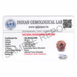 ARKAM Two Mukhi Oval Rudraksha Certified/ Original 2 Mukhi Rudraksh/ Natural 2 faced Rudraksha (Brown) with Certificate and Puja Instructions - Retail Maharaj