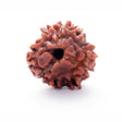 ARKAM Three Mukhi Rudraksha Certified/ Original Nepali 3 Mukhi Rudraksh/ Natural 3 faced Rudraksha (Brown) with Certificate and Puja Instructions - Retail Maharaj
