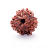 ARKAM Three Mukhi Rudraksha Certified/ Original Nepali 3 Mukhi Rudraksh/ Natural 3 faced Rudraksha (Brown) with Certificate and Puja Instructions - Retail Maharaj