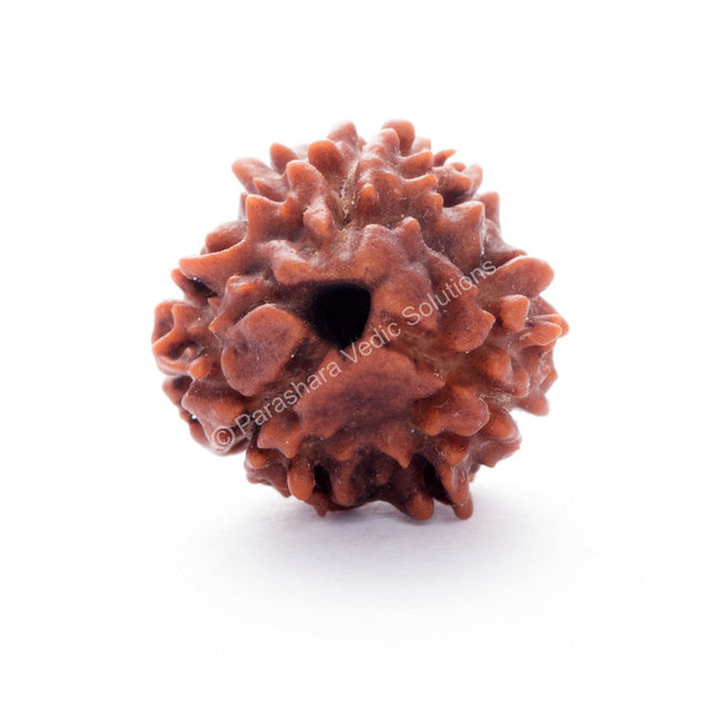 ARKAM Three Mukhi Rudraksha Certified/ Original Nepali 3 Mukhi Rudraksh/ Natural 3 faced Rudraksha (Brown) with Certificate and Puja Instructions - Retail Maharaj