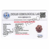 ARKAM Three Mukhi Rudraksha Certified/ Original Nepali 3 Mukhi Rudraksh/ Natural 3 faced Rudraksha (Brown) with Certificate and Puja Instructions - Retail Maharaj