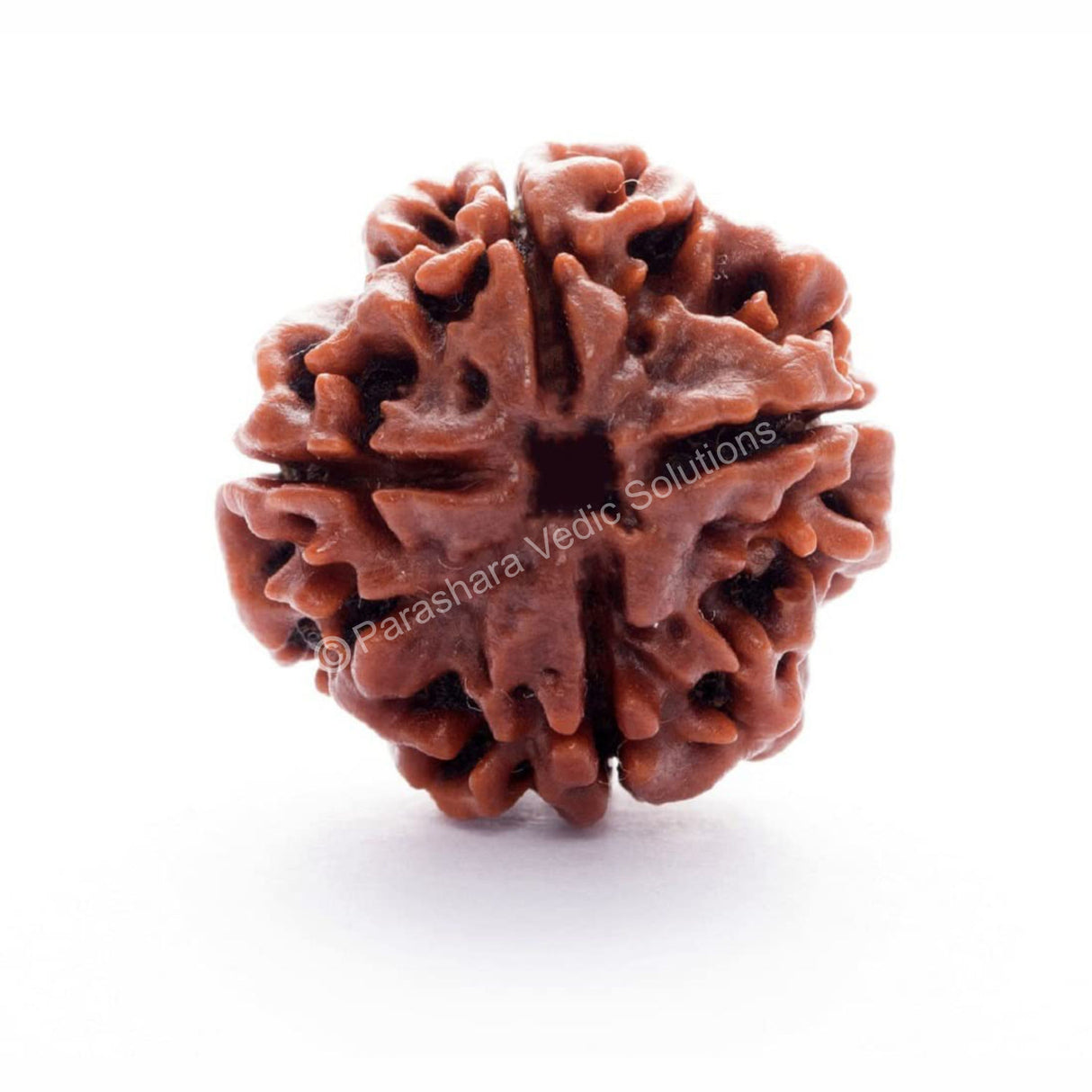 ARKAM Four Mukhi Rudraksha Certified/ Original Nepali 4 Mukhi Rudraksh/ Natural 4 faced Rudraksha (Brown) with Certificate and Puja Instructions - Retail Maharaj