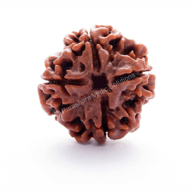 ARKAM Four Mukhi Rudraksha Certified/ Original Nepali 4 Mukhi Rudraksh/ Natural 4 faced Rudraksha (Brown) with Certificate and Puja Instructions - Retail Maharaj