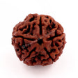 ARKAM Five Mukhi Rudraksha Certified/ Original Nepali 5 Mukhi Rudraksh/ Natural 5 faced Rudraksha (Brown) with Certificate and Puja Instructions - Retail Maharaj