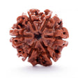 ARKAM Six Mukhi Rudraksha Certified/ Original Nepali 6 Mukhi Rudraksh/ Natural 6 faced Rudraksha (Brown) with Certificate and Puja Instructions - Retail Maharaj