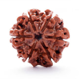 ARKAM Six Mukhi Rudraksha Certified/ Original Nepali 6 Mukhi Rudraksh/ Natural 6 faced Rudraksha (Brown) with Certificate and Puja Instructions - Retail Maharaj