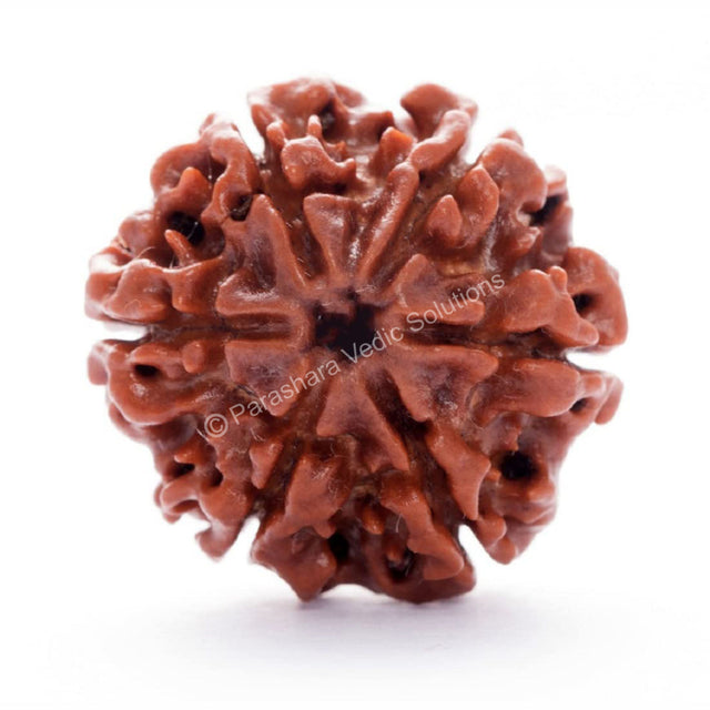 ARKAM Six Mukhi Rudraksha Certified/ Original Nepali 6 Mukhi Rudraksh/ Natural 6 faced Rudraksha (Brown) with Certificate and Puja Instructions - Retail Maharaj