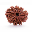 ARKAM Eight Mukhi Rudraksha Certified/ Original Nepali 8 Mukhi Rudraksh/ Natural 8 faced Rudraksha (Brown) with Certificate and Puja Instructions - Retail Maharaj
