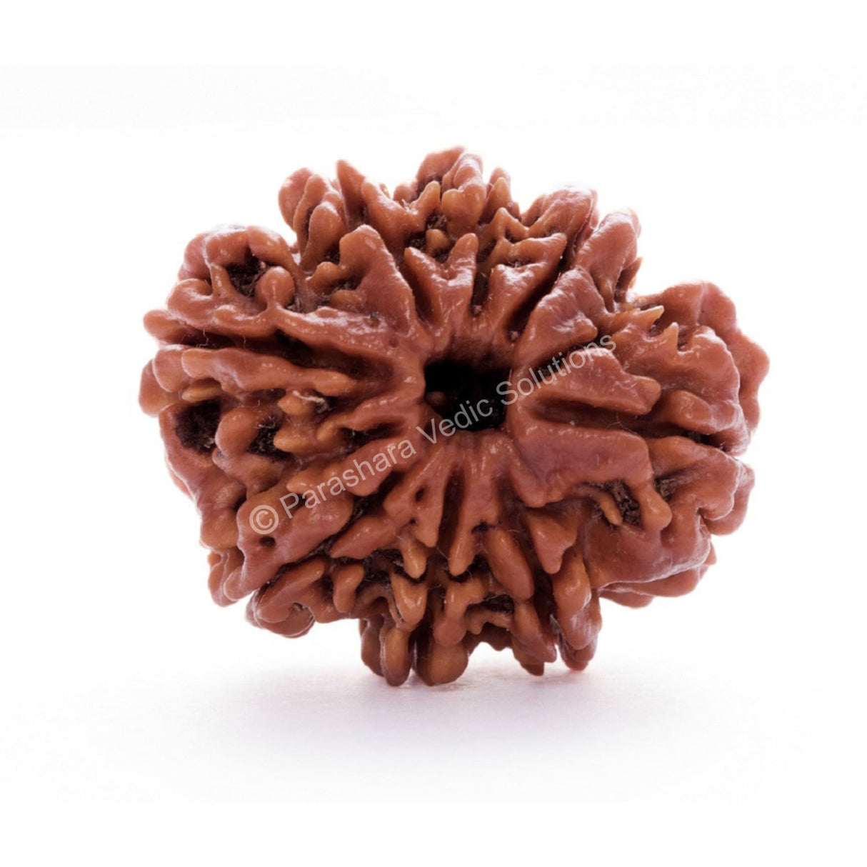 ARKAM Eight Mukhi Rudraksha Certified/ Original Nepali 8 Mukhi Rudraksh/ Natural 8 faced Rudraksha (Brown) with Certificate and Puja Instructions - Retail Maharaj