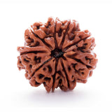 ARKAM Nine Mukhi Rudraksha Certified/ Original Nepali 9 Mukhi Rudraksh/ Natural 9 faced Rudraksha (Brown) with Certificate and Puja Instructions - Retail Maharaj