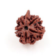 ARKAM Ganesh Rudraksha Certified/ Original Nepali Ganesh Rudraksh/ Natural Ganesh Rudraksha (Brown) with Certificate and Puja Instructions - Retail Maharaj