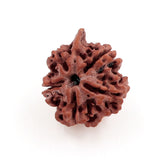 ARKAM Ganesh Rudraksha Certified/ Original Nepali Ganesh Rudraksh/ Natural Ganesh Rudraksha (Brown) with Certificate and Puja Instructions - Retail Maharaj