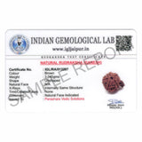 ARKAM Ganesh Rudraksha Certified/ Original Nepali Ganesh Rudraksh/ Natural Ganesh Rudraksha (Brown) with Certificate and Puja Instructions - Retail Maharaj