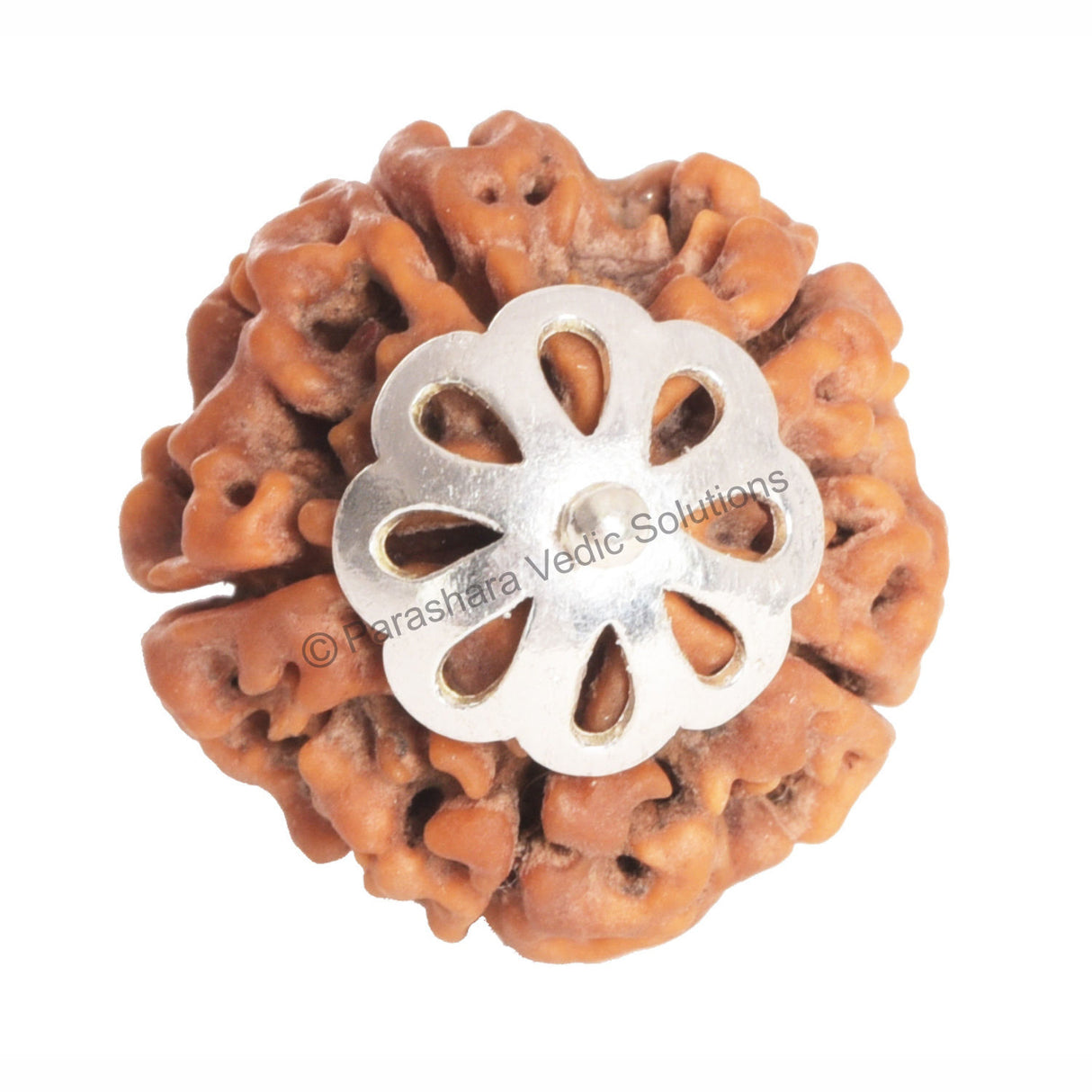 ARKAM Five Mukhi Rudraksha Certified/ Original Nepali 5 Mukhi Rudraksh/ Natural 5 faced Rudraksha with Silver Pendant (Brown) with Certificate and Puja Instructions - Retail Maharaj