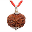 ARKAM Eight Mukhi Rudraksha Certified/ Original Nepali 8 Mukhi Rudraksh/ Natural 8 faced Rudraksha with Silver Pendant (Brown) with Certificate and Puja Instructions - Retail Maharaj