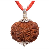 ARKAM Eight Mukhi Rudraksha Certified/ Original Nepali 8 Mukhi Rudraksh/ Natural 8 faced Rudraksha with Silver Pendant (Brown) with Certificate and Puja Instructions - Retail Maharaj