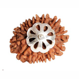 ARKAM Thirteen Mukhi Rudraksha Certified/ Original Nepali 13 Mukhi Rudraksh/ Natural 13 faced Rudraksha with Silver Pendant (Brown) with Certificate and Puja Instructions - Retail Maharaj