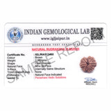ARKAM Nine Mukhi Rudraksha Certified/ Original Nepali 9 Mukhi Rudraksh/ Natural 9 faced Rudraksha (Brown) with Certificate and Puja Instructions - Retail Maharaj