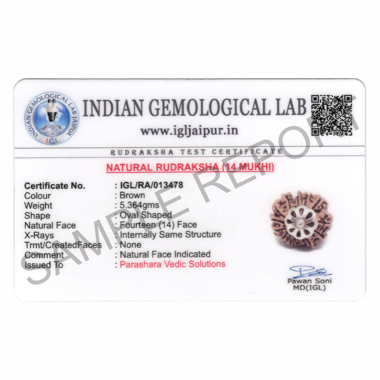 ARKAM Fourteen Mukhi Rudraksha Certified/ Original Nepali 14 Mukhi Rudraksh/ Natural 14 faced Rudraksha with Silver Pendant (Brown) with Certificate and Puja Instructions - Retail Maharaj