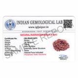 Arkam Rudraksha Mala/ Natural Rudraksh Mala/ Original Rudraksha mala/ Rudraksha Mala for jaap/ 8mm Rudraksha Rosary (Size: 8mm, Beads: 108+1) - Retail Maharaj