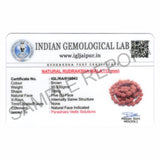 Arkam Rudraksha Mala Certified/Natural Rudraksh Mala/Original Rudraksha mala/Rudraksha Mala for jaap/ 12mm Rudraksha Rosary (Size: 12mm, Beads: 108+1) - Retail Maharaj