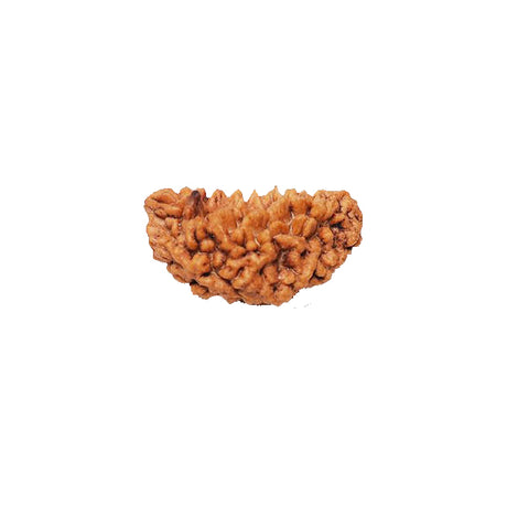 Retail Mahharaj Eka Mukhi Shiva Rudraksha for Wish Fulfillment and Divine Grace - Retail Maharaj