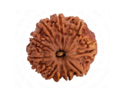 Shri 11 Mukhi Hanuman Rudraksha Divya Beed for Discipline and Inner Strength - Retail Maharaj