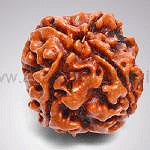 Retail Mahharaj Shiva Shakti 2 Mukhi Rudraksha for Spiritual Awakening - Retail Maharaj