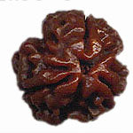 Retail Mahharaj Tridev Shakti 3 Mukhi Rudraksha for Prosperity and Fulfilment - Retail Maharaj
