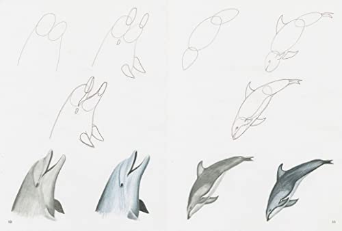 How to Draw: Sea Creatures