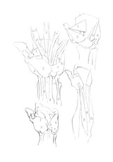 The Book of a Hundred Hands (Dover Anatomy for Artists)