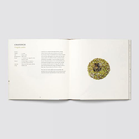 Nests - Retail Maharaj