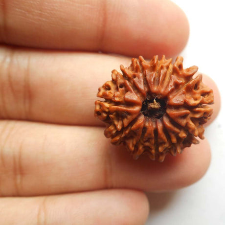 Shri 12 Mukhi Surya Rudraksha Divya Beed for Fearless Living - Retail Maharaj
