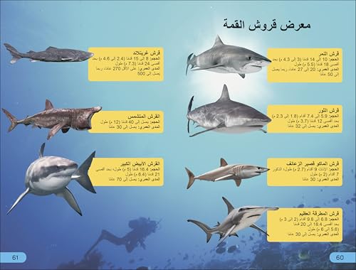 DK Super Readers Level 4 Shark Apex Predator (Arabic translation)