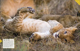Born to be Wild: How Baby Animals Survive and Thrive