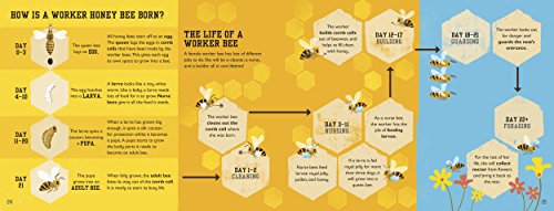 The Bee Book (Conservation for Kids)