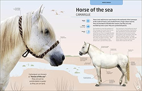 Horses & Ponies: Everything You Need to Know, From Bridles and Breeds to Jodhpurs and Jumping! - Retail Maharaj