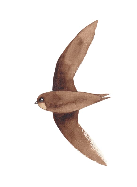 Our Garden Birds: a stunning illustrated guide to the birdlife of the British Isles - Retail Maharaj