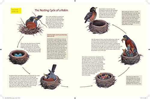 What It's Like to Be a Bird: From Flying to Nesting, Eating to Singing--What Birds Are Doing, and Why