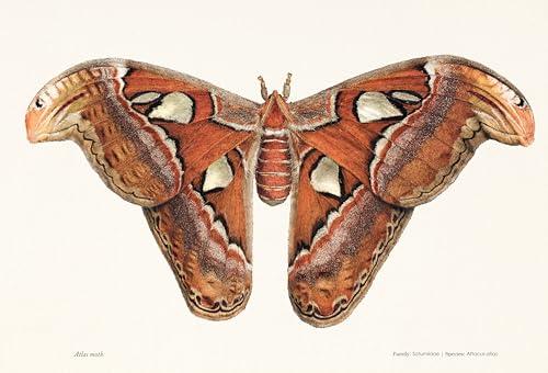 Sensational Butterflies